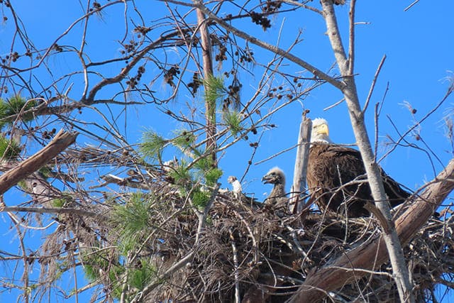 Nq9trlzaoamirvsdvaup