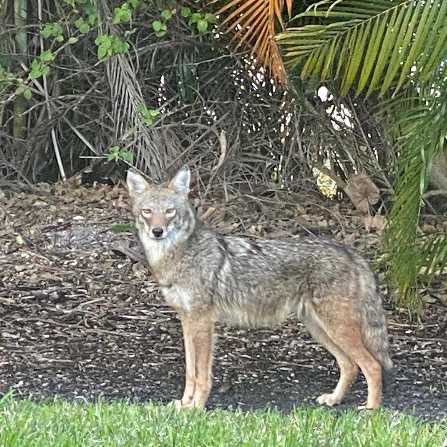 92827222 10158003321952209 6244780571759738880 N