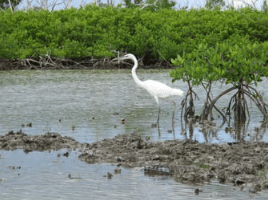 Lab Project Oyster Restoration