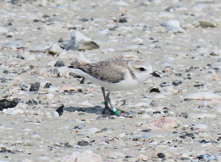 artkosmmgsvky0dzyhuv