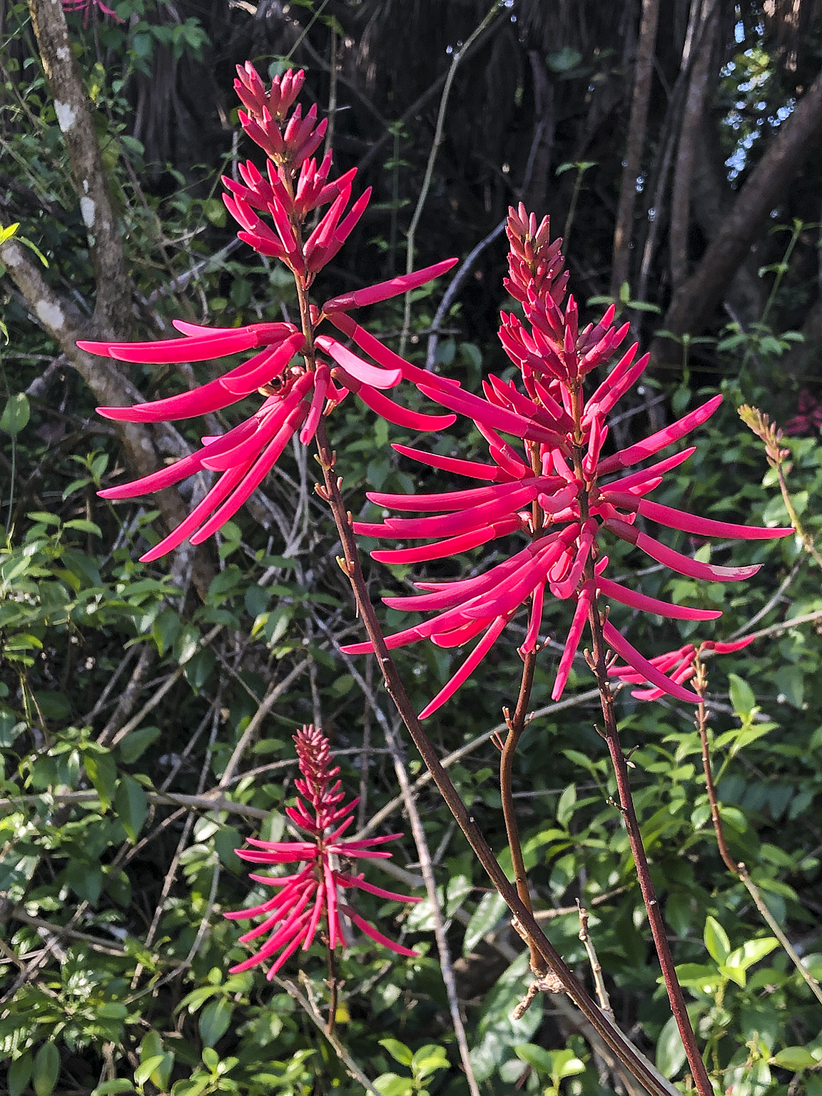 arytktsndruoxudlez6k