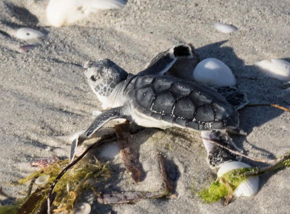 btyi2rjpwxvkhc7c7oos