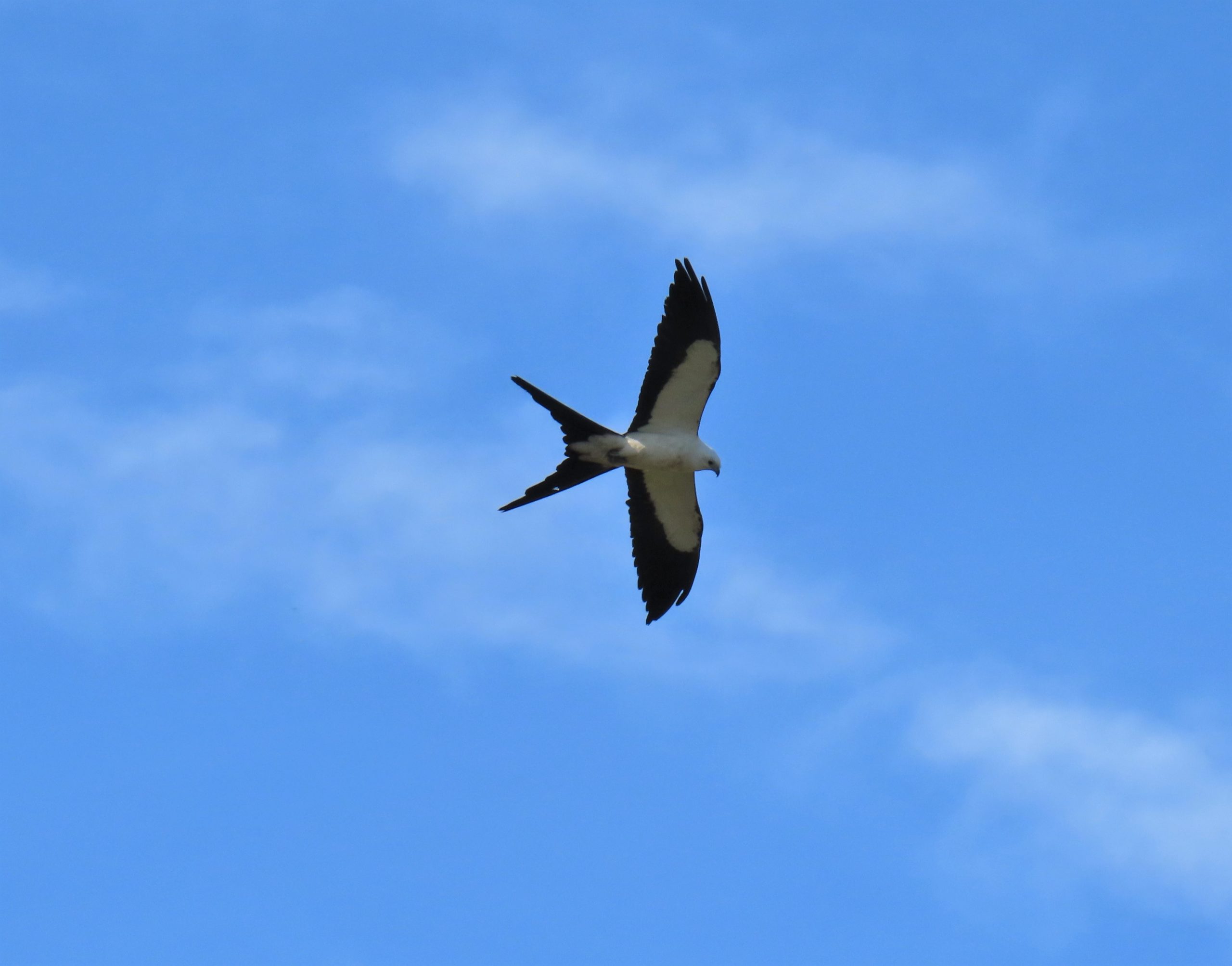 cdl8vfbhpbj6bk4fruqy