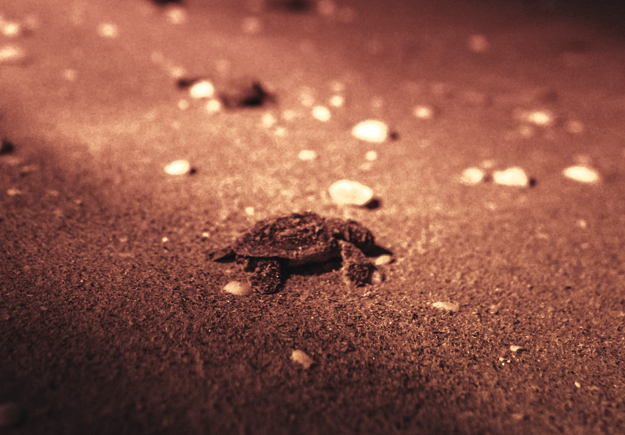 chrsbz8v0spbfrmrw2t2