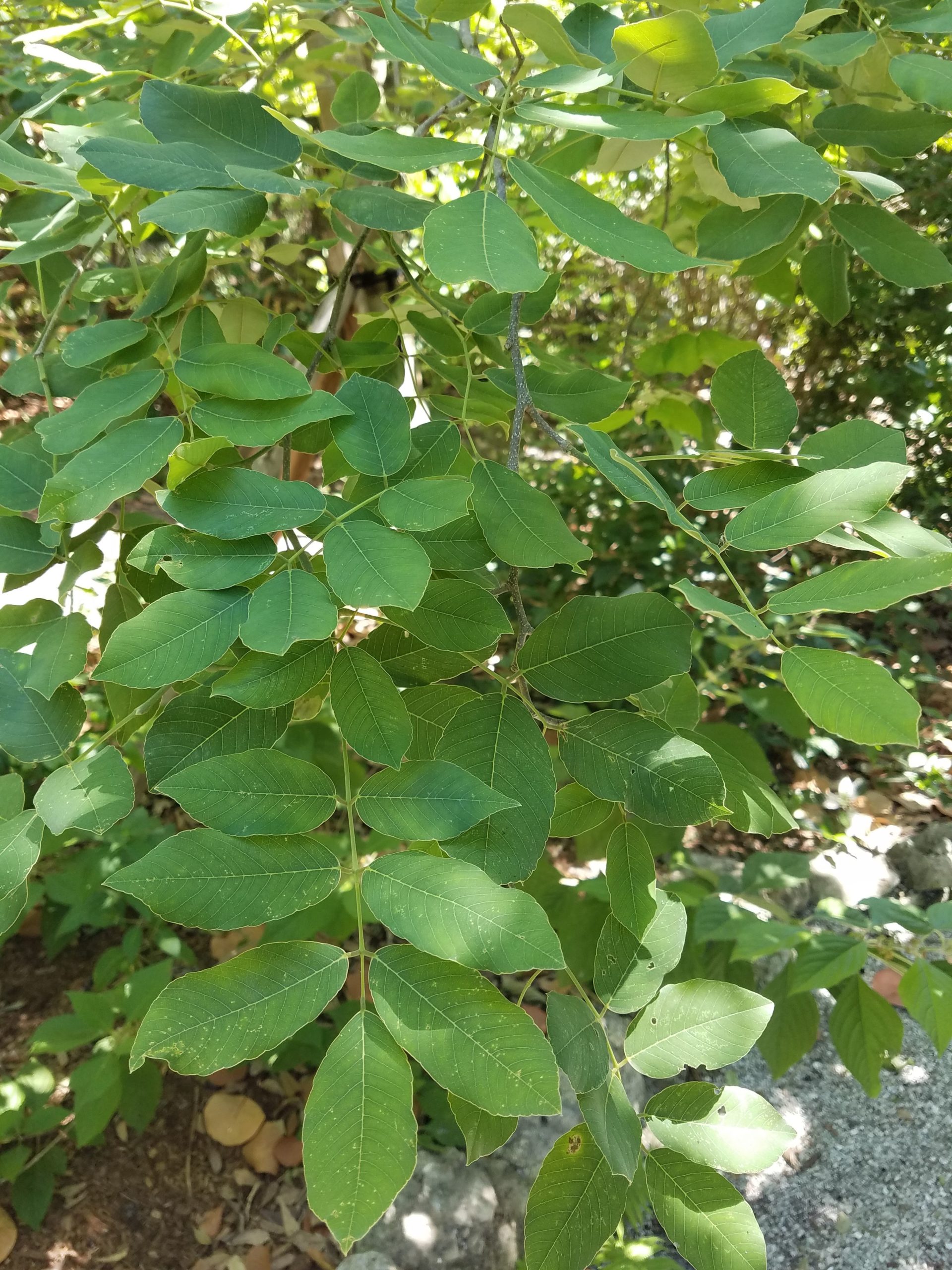 cizjfutlaimru3kfm6rk