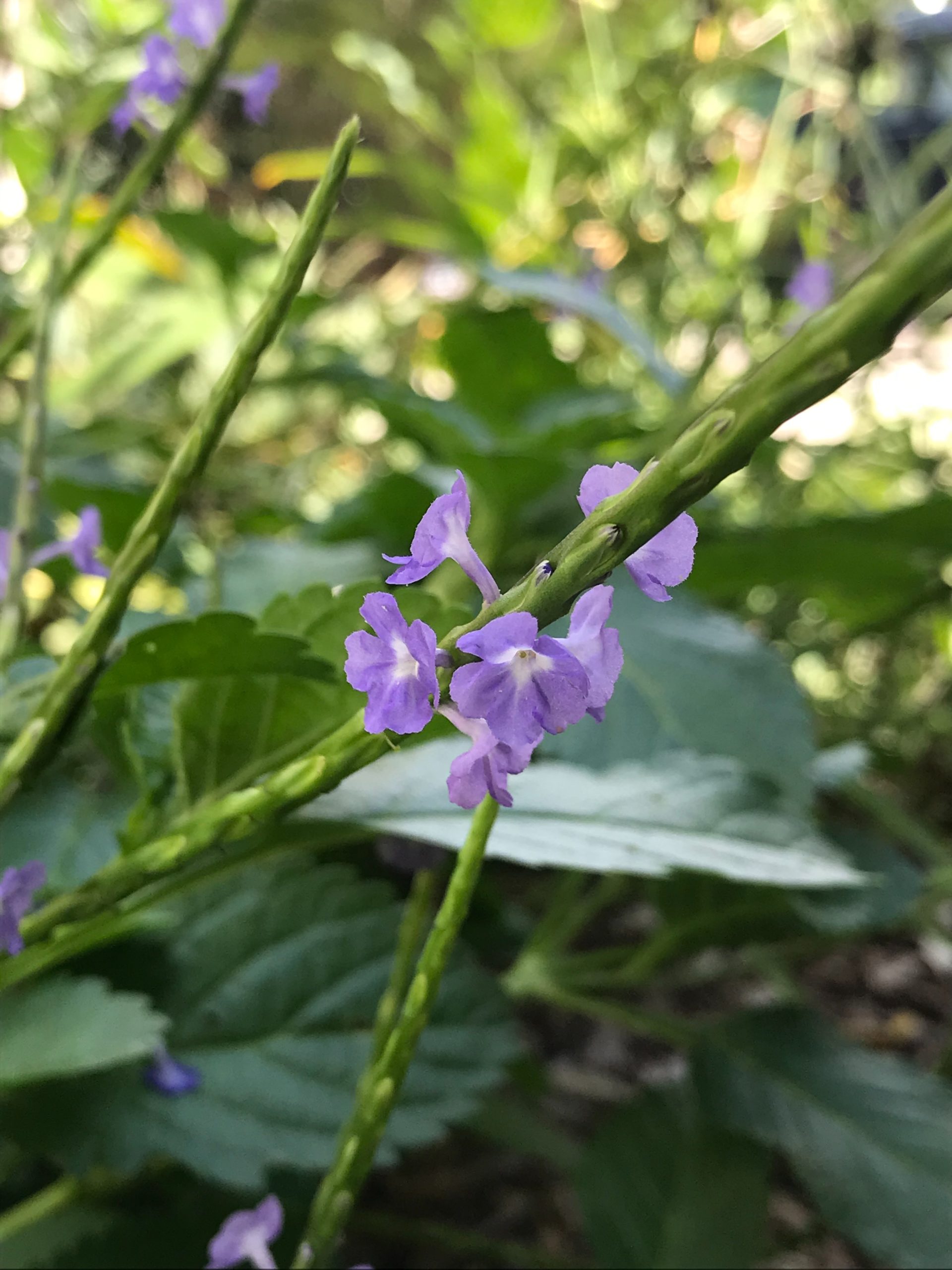 cukkq9vsmwkigpqwvwye