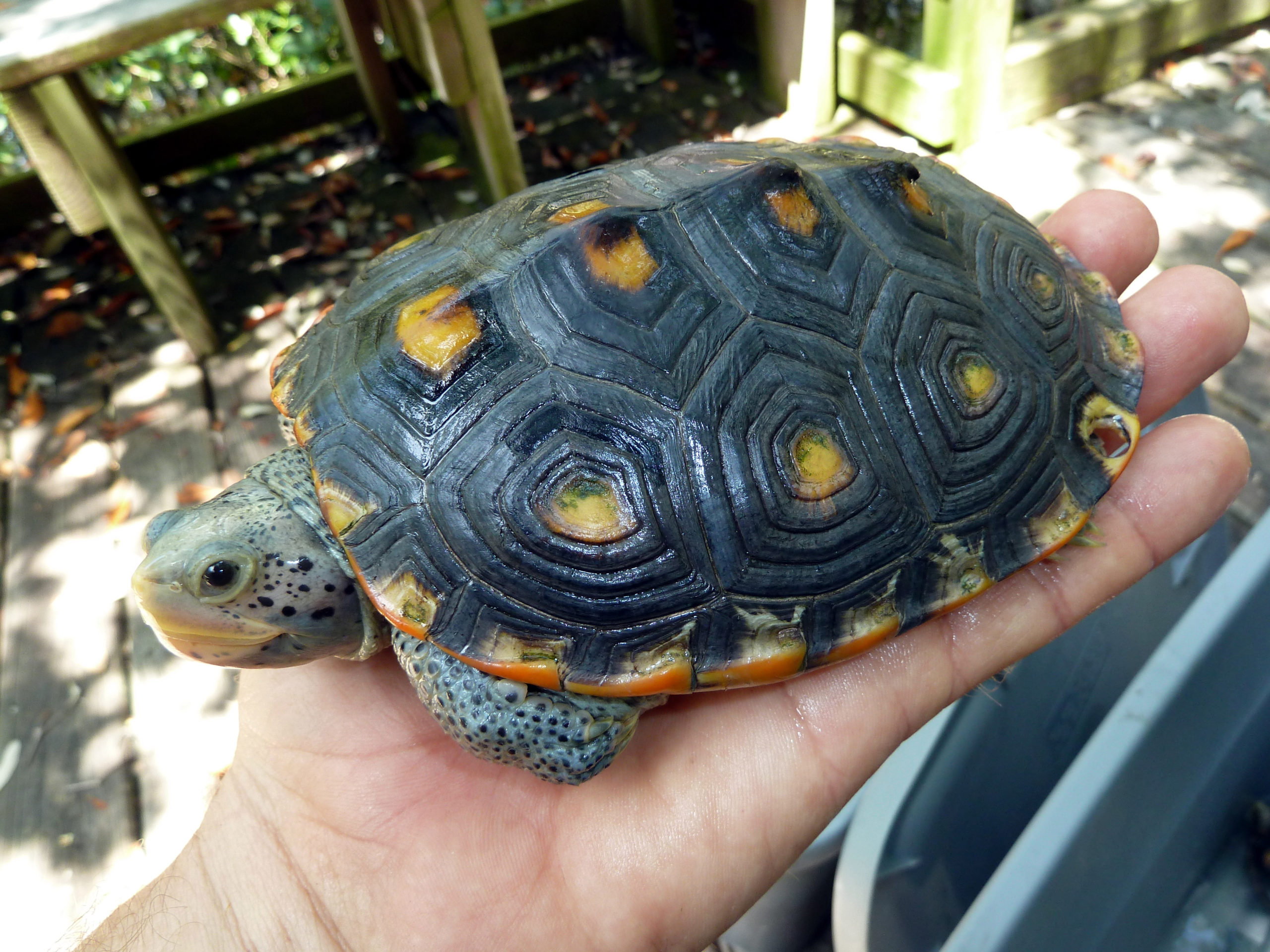 djer6arabwsux2ll6ddg