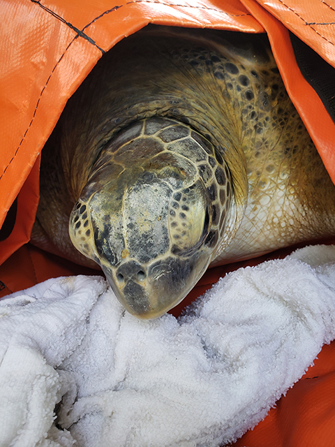 hmuit00afkam2cf6hgzu