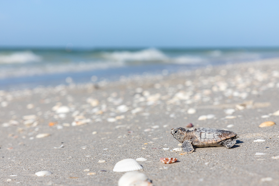 iuvdffzomkgvs1mld6e1