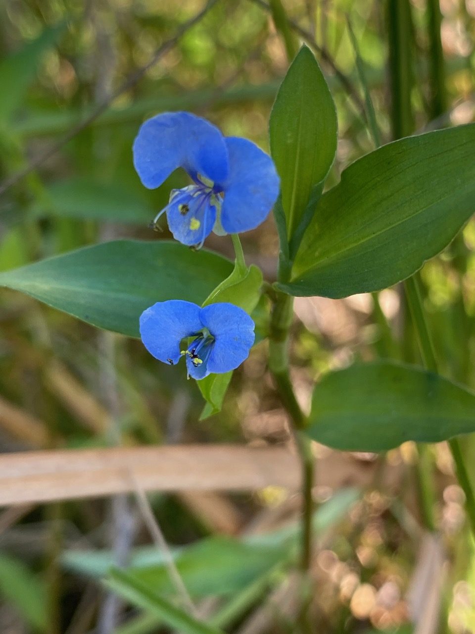 jvgooyigldhjlo6ninsv