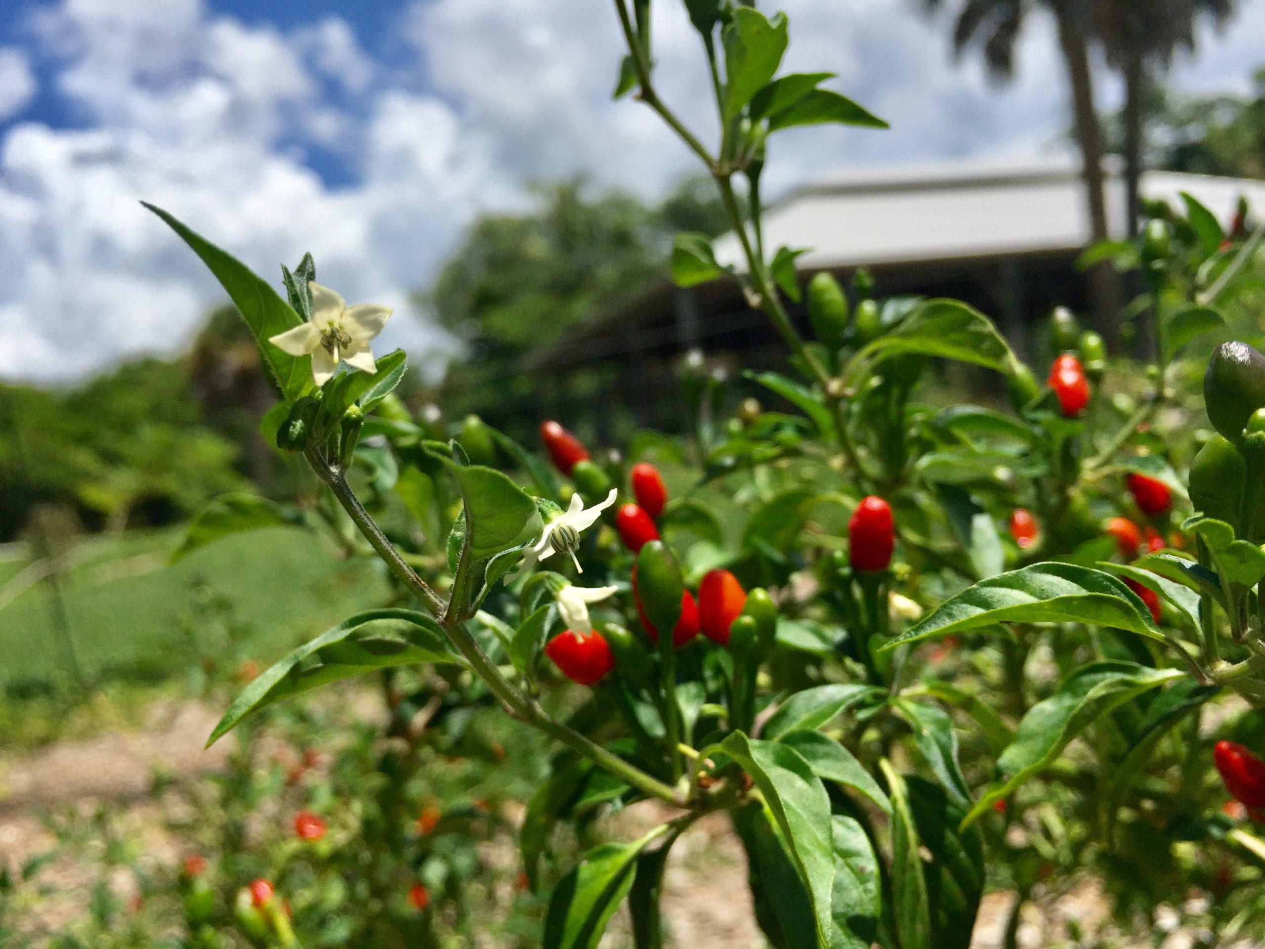 kn7kyevss9qp8h95jesw