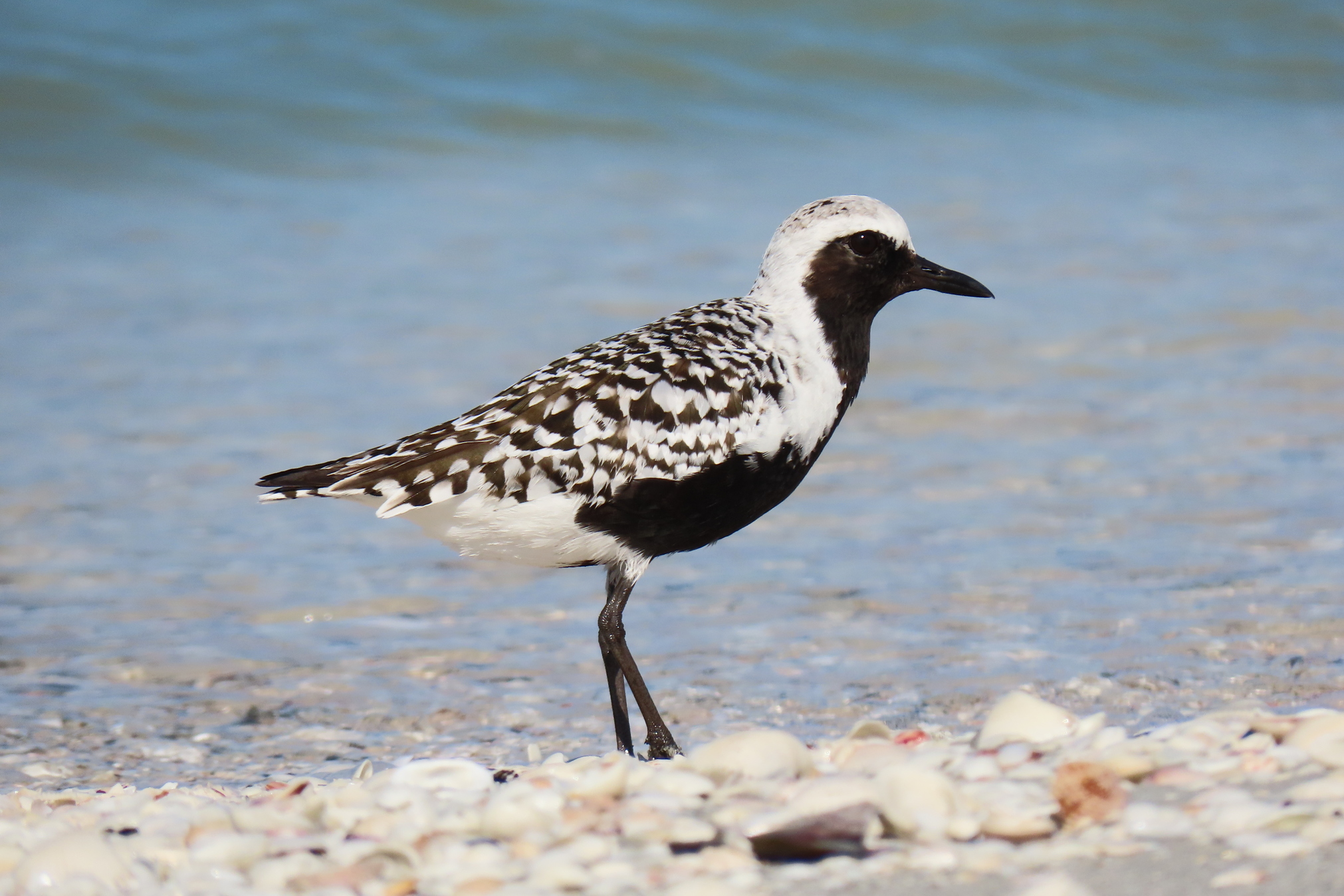 kohxc4ic73q4bodu0ovv