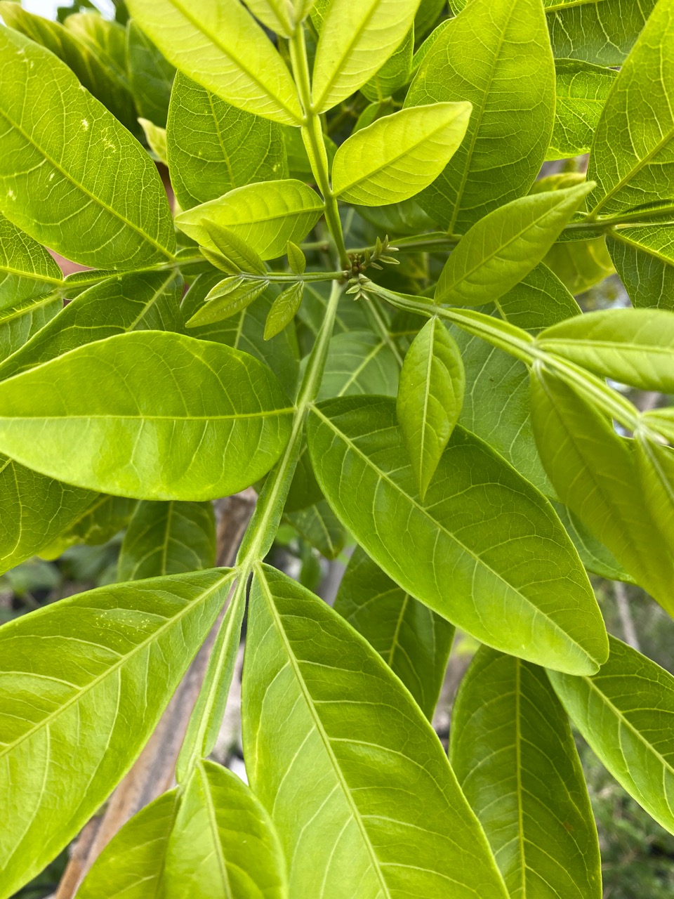 kpcf96qjwru9crlln58d