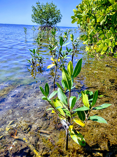 l3xopwgkfipfed1mivhc