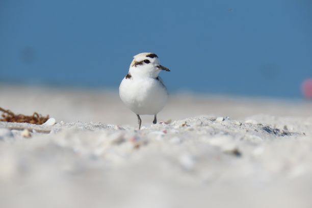 lcfgk7fspbq8wramdxr5