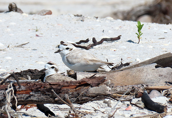 ll2thcz8kskubwi74aco