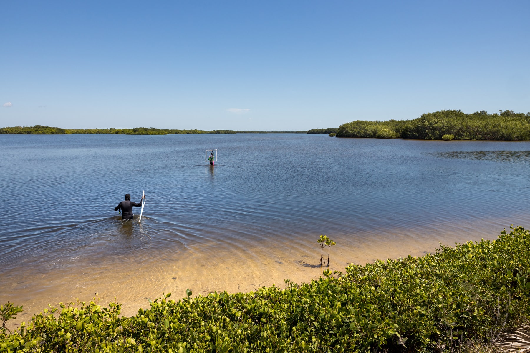 Macroalgae Survey 1800