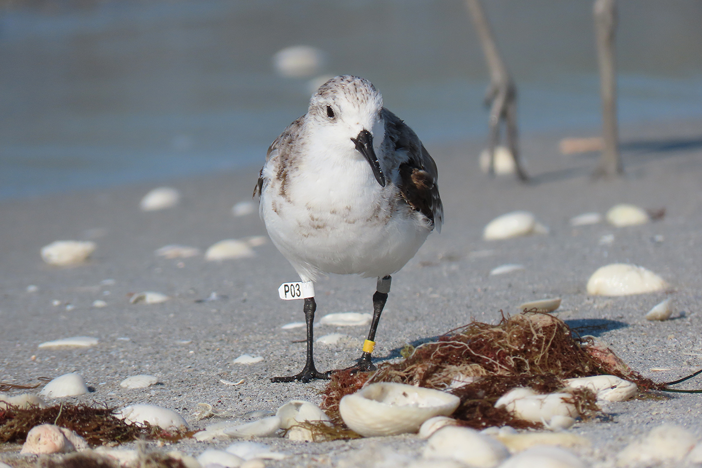 mhc7pajguupned4g8mmf