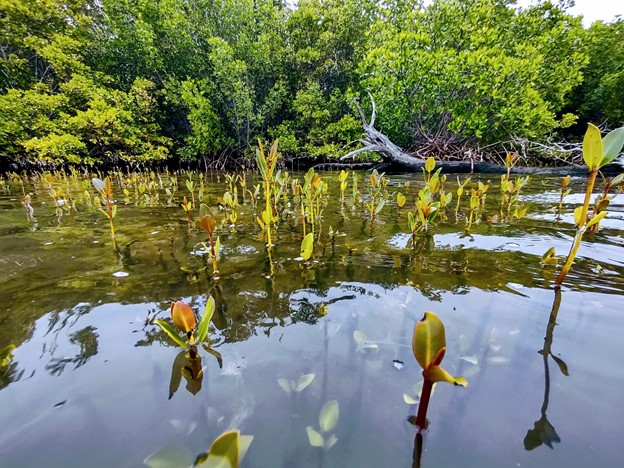 najzvxlchir1ir4fifd1