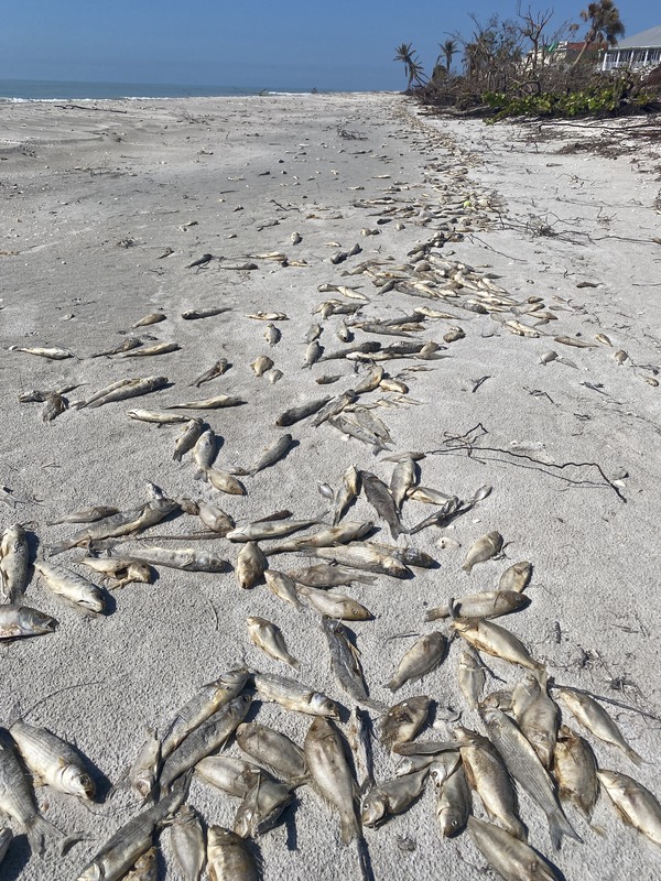 nimpcb3q0snt2zhhecvl