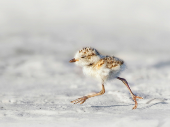 noac23qgcwhdkwbcqint