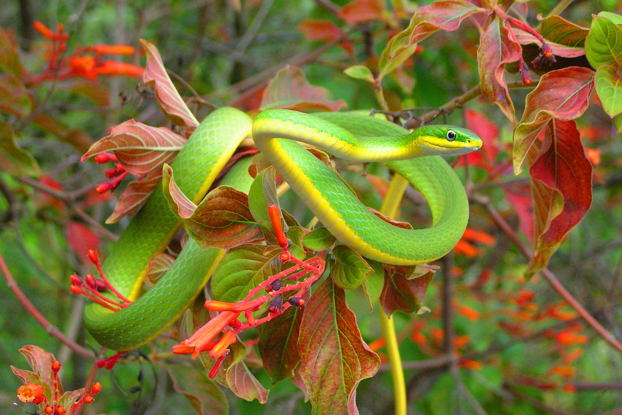 KONICA MINOLTA DIGITAL CAMERA