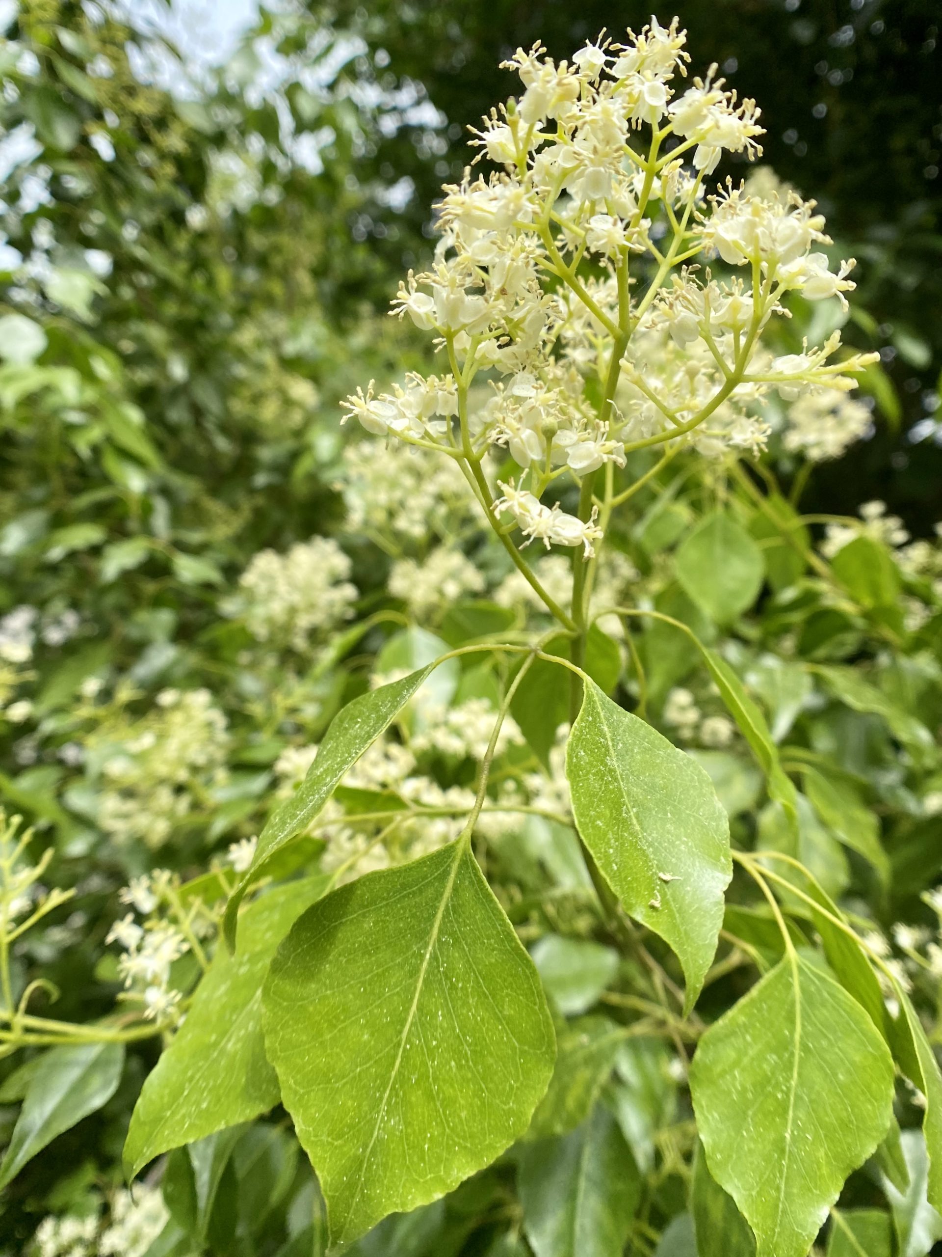 nspjndquzcq07yew7k7i