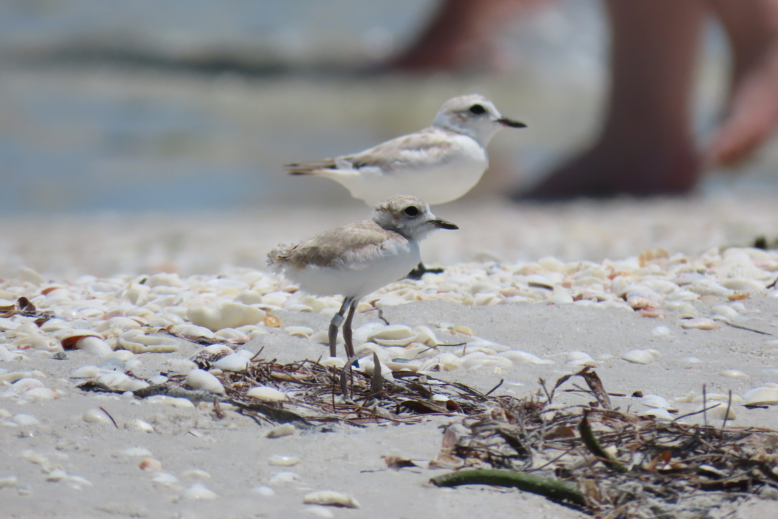 ok6lbdxag1ps2fd1o9ro