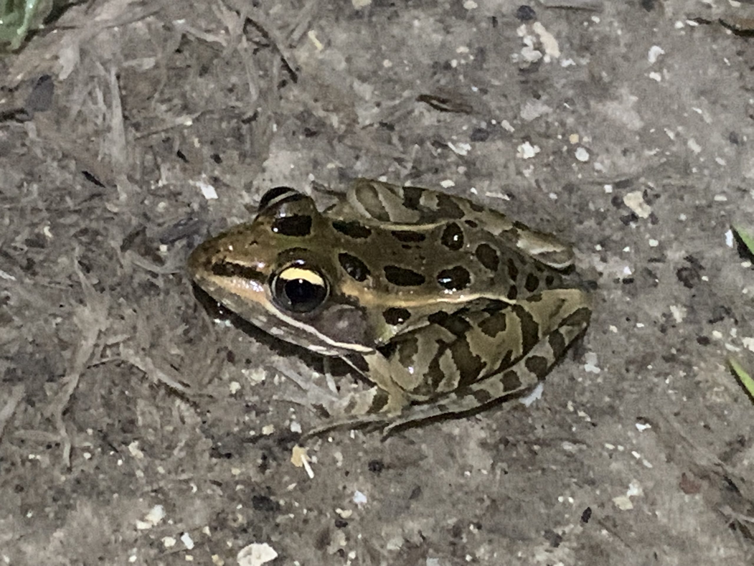 ouehhazgum8d1sqvnxqv