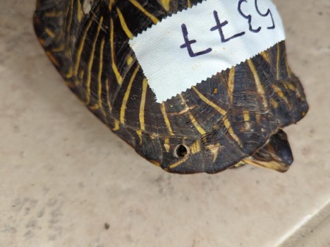 owbzzcburuphshvshtjf