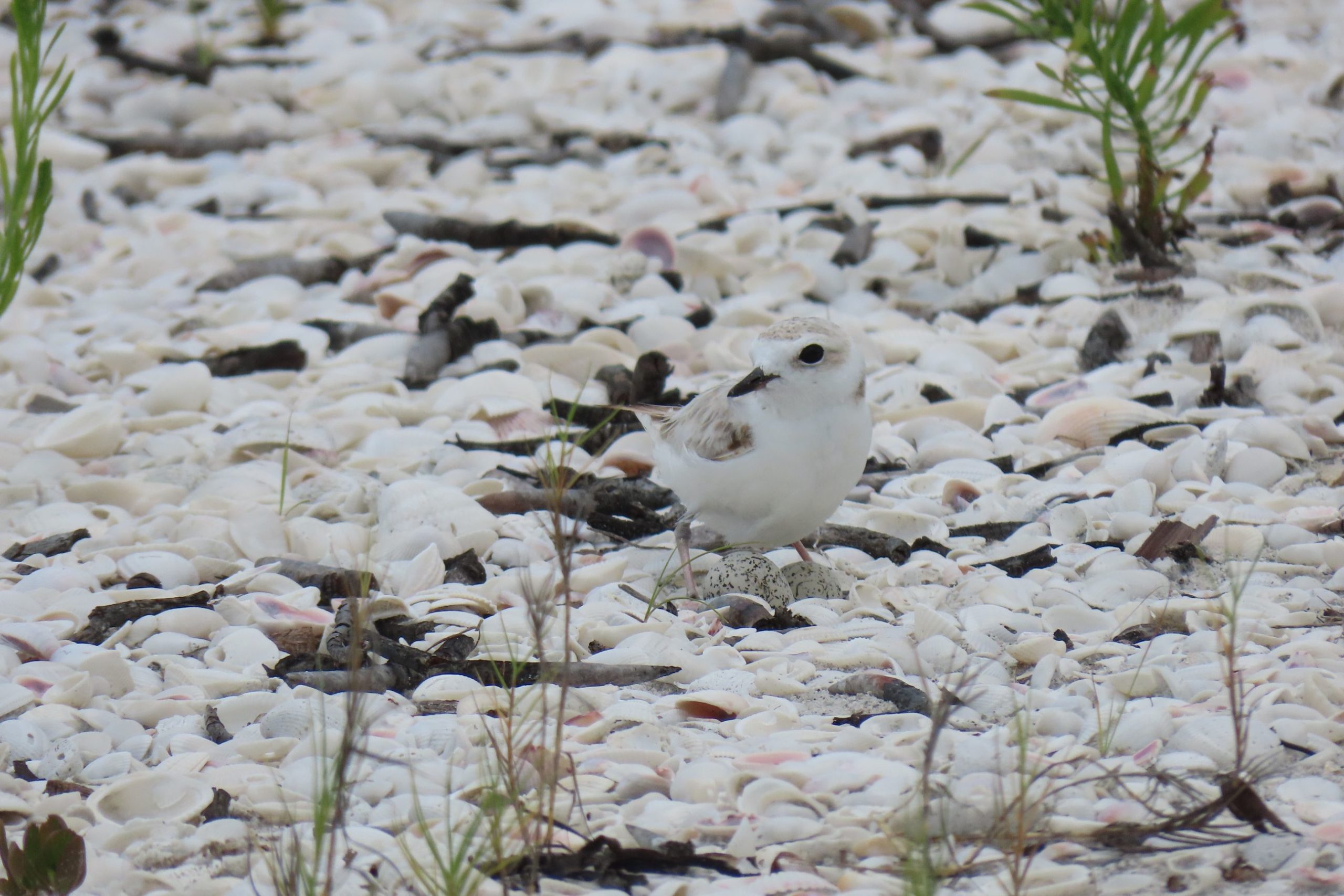 pmrqnehpticy3rzco77t