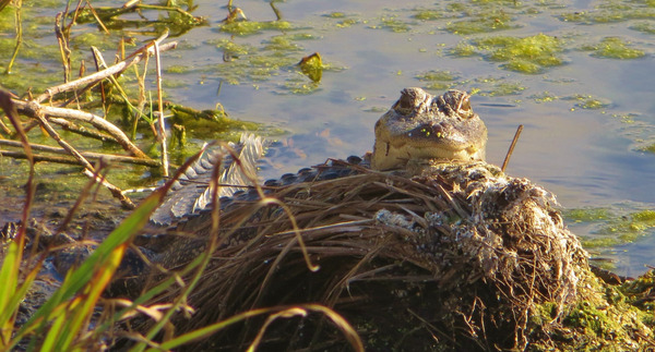 ps5bxxledrwygrspvrgj