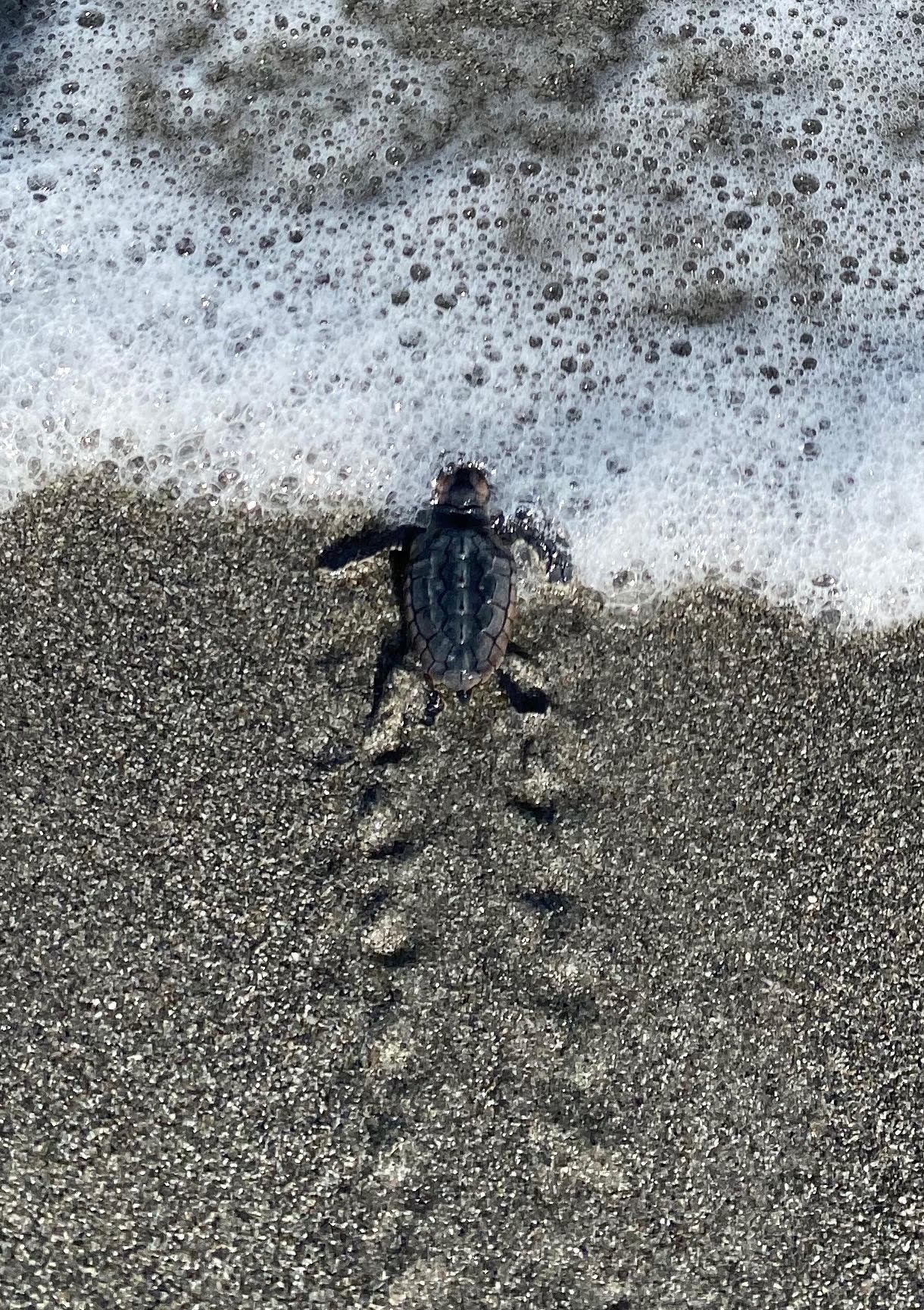 q2puqrveuyzvrbet8ekq