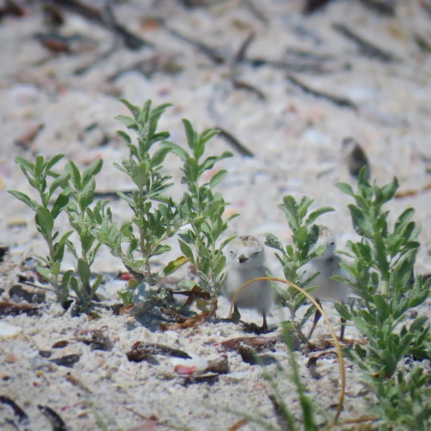 qjomdwmrdwu5ua6em9eq