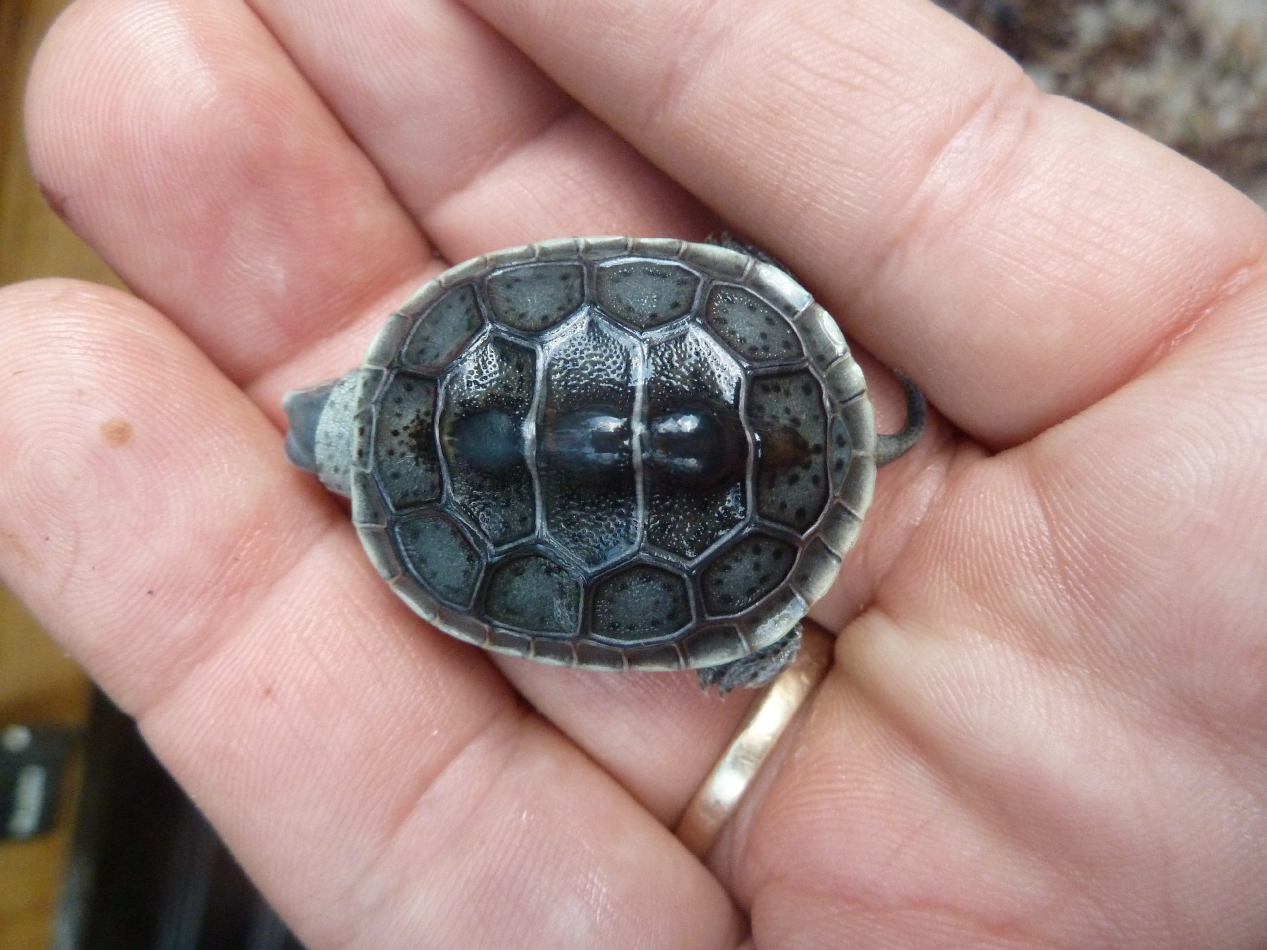 rfvtr3sxibfhffroyote