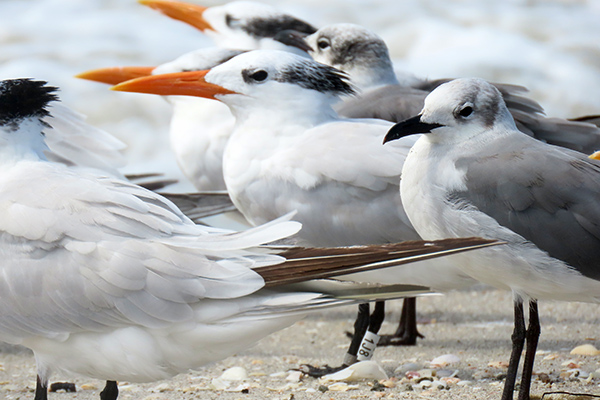 rj6mohi4khj1iefc46cd