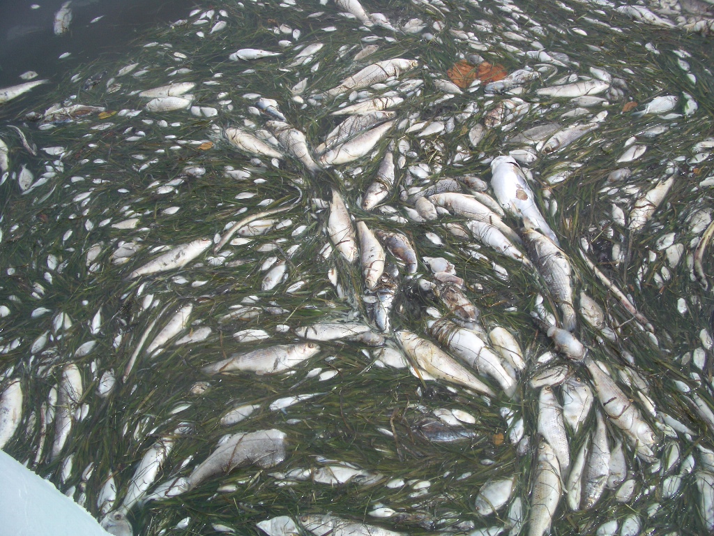 rpnjkeeirblqj2gvonp8