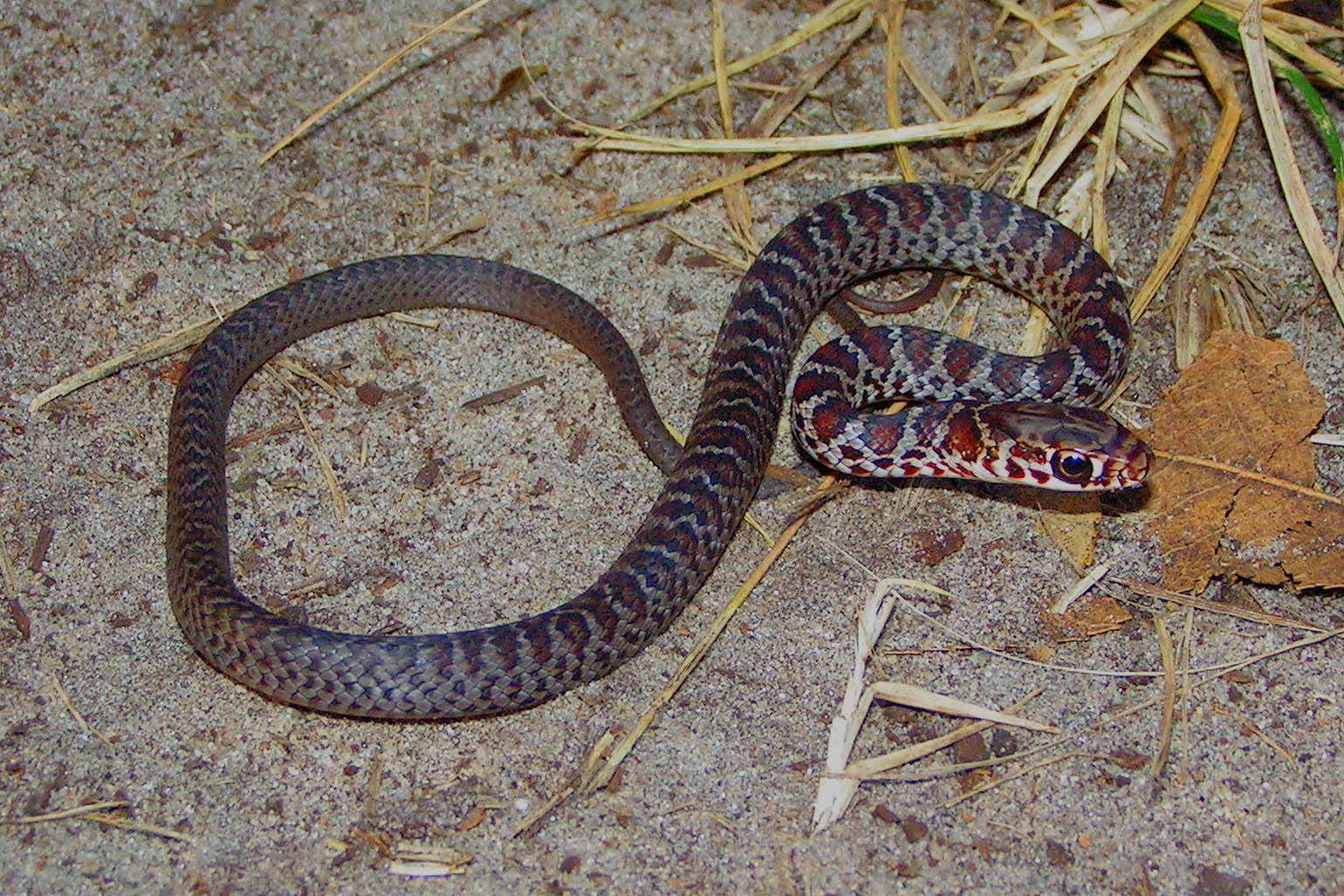 KONICA MINOLTA DIGITAL CAMERA