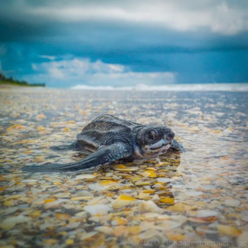 rytfywq1twoz9yjlkfcr