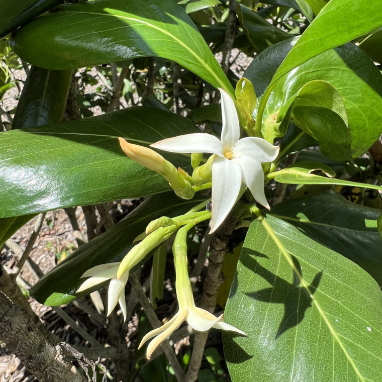 seven year apple flower