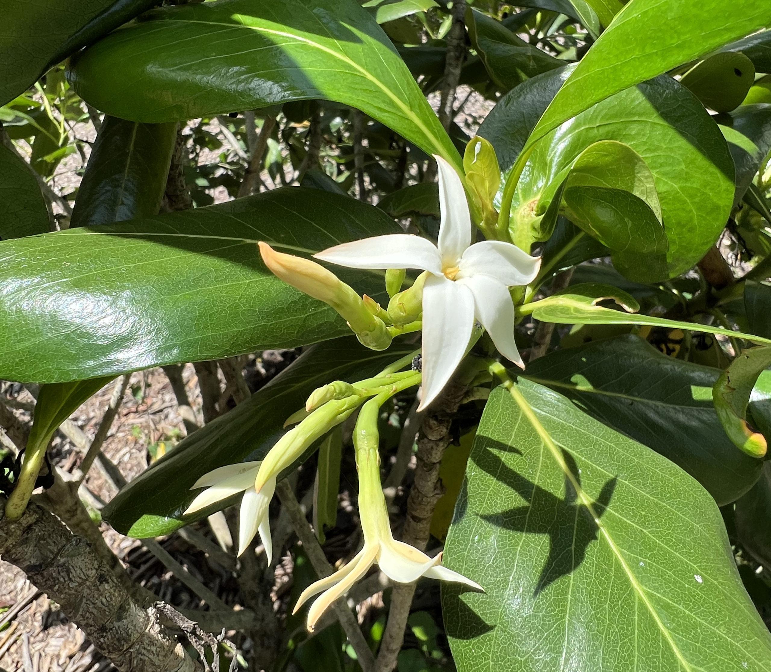 seven year apple flower