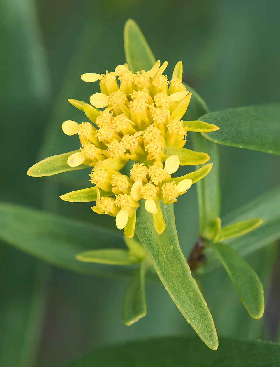 shmx9n1zsan2rfpe9jia