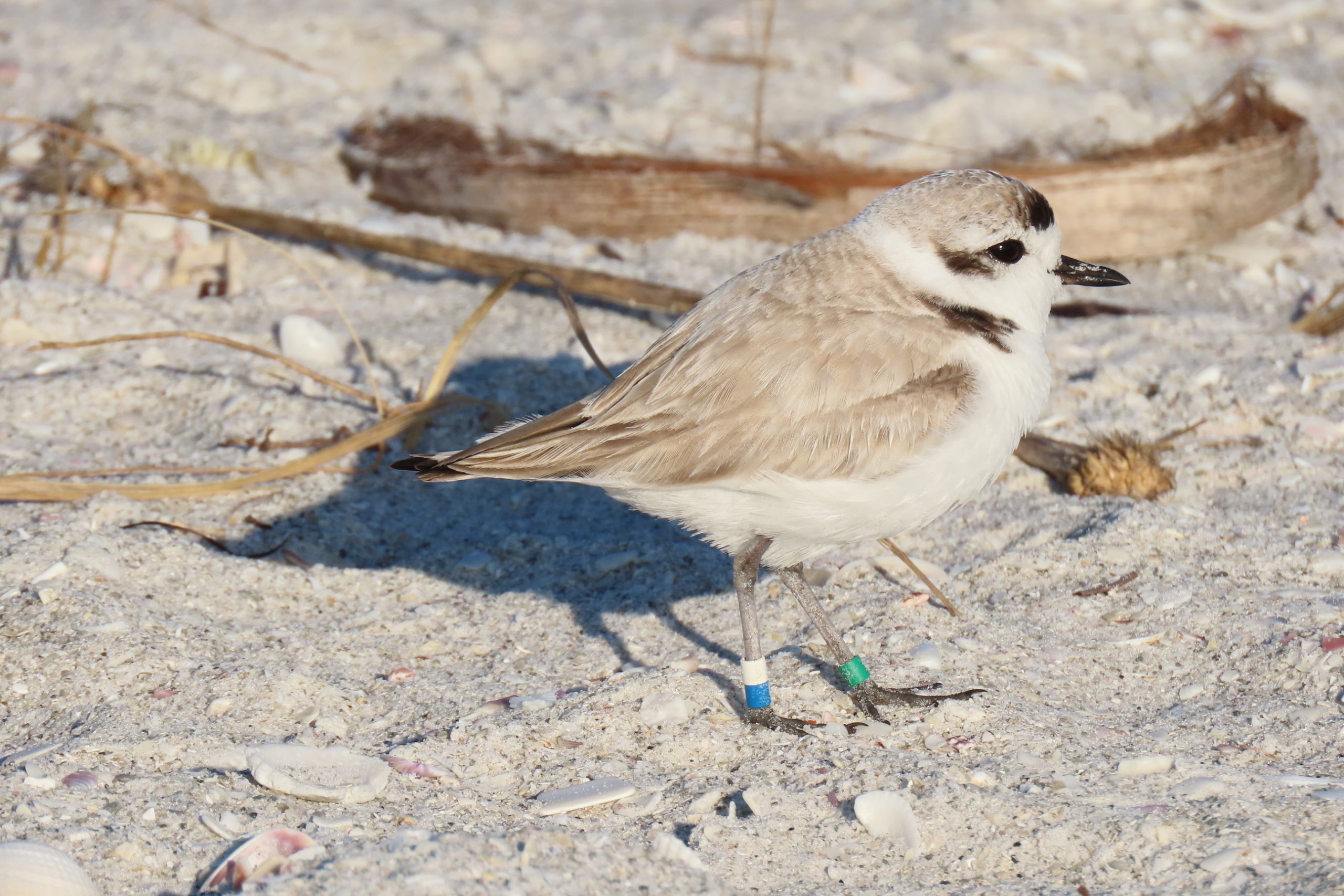 simo3r8tu8uy9shdibhc