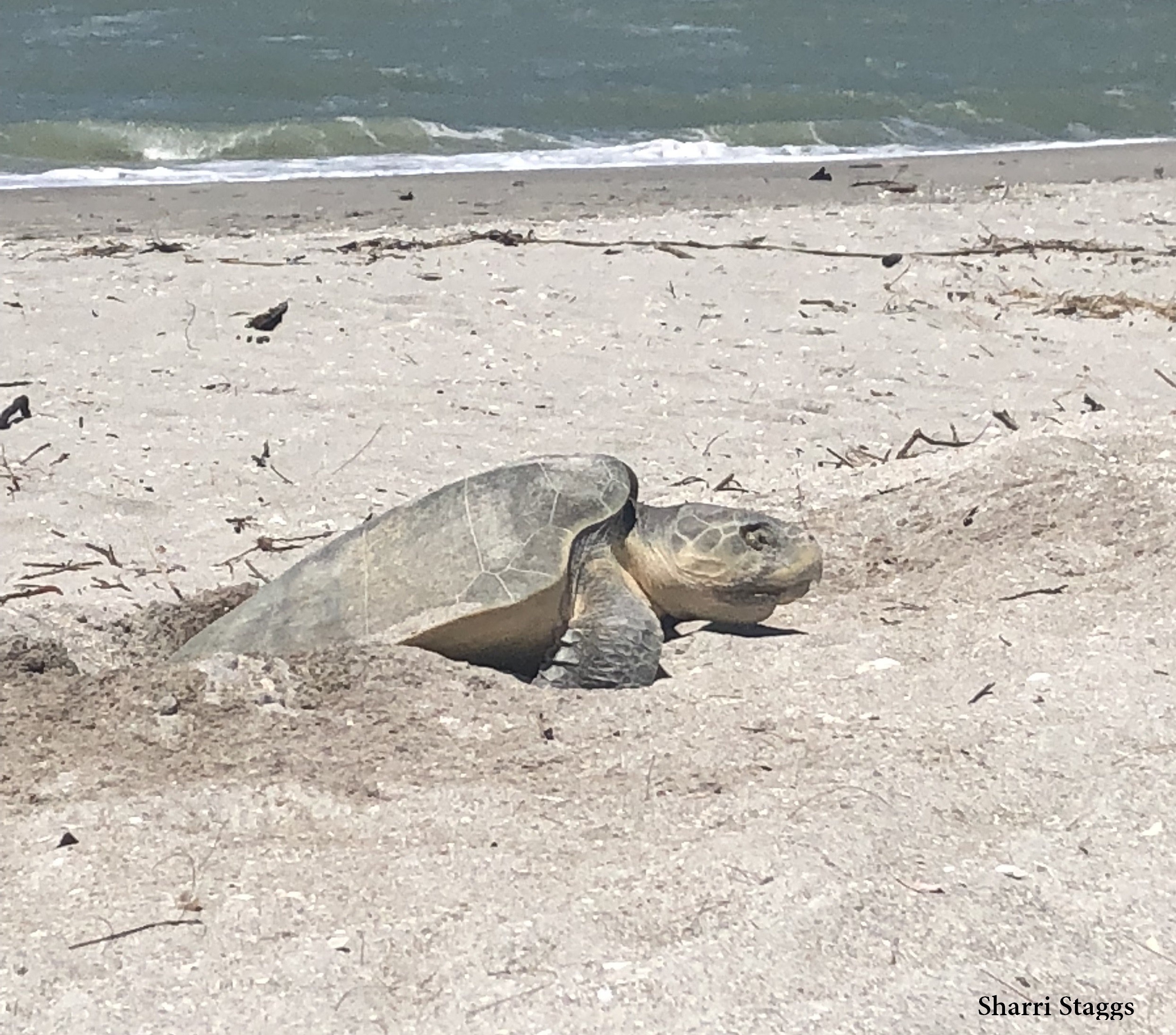 sv02t9ptts9cxyj4rsi5