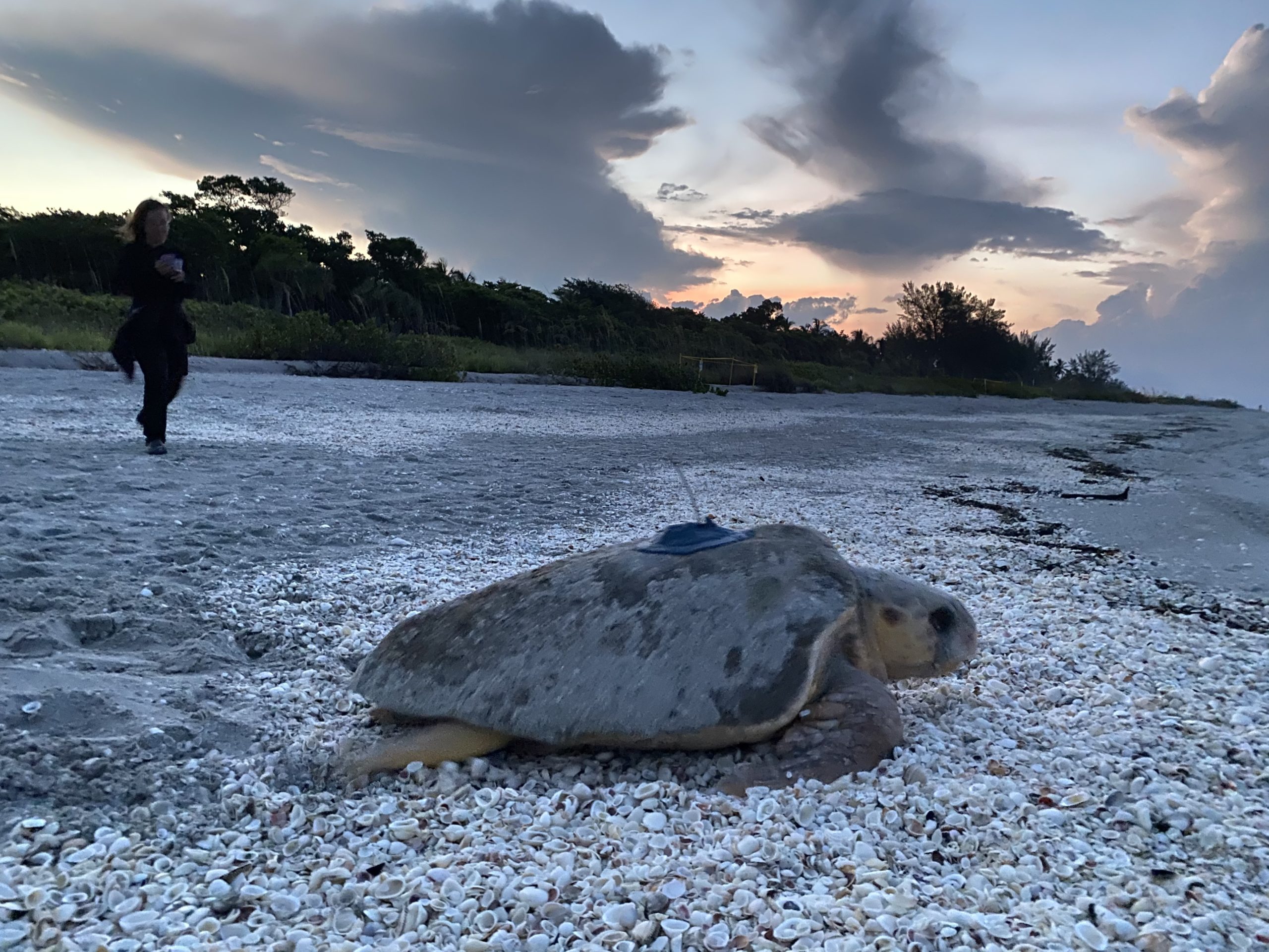 vep7kwg91pq4j2gfklyk