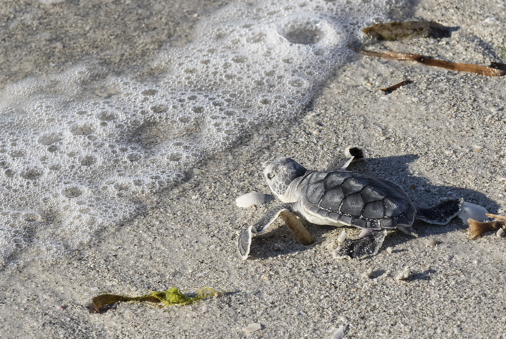 voz4zdal2dwm2n3wzxus