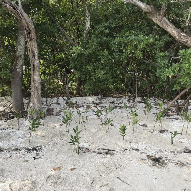 image of mangrove saplings on a shoreline