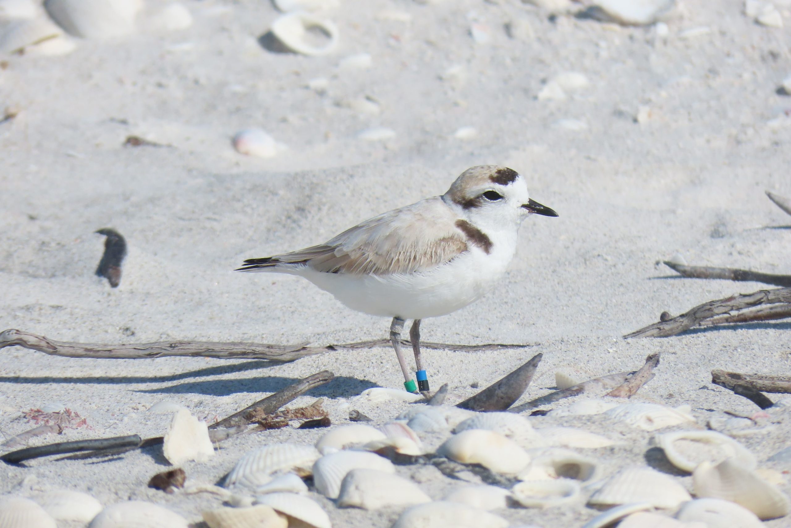 xpuv3va5365115jpuls6