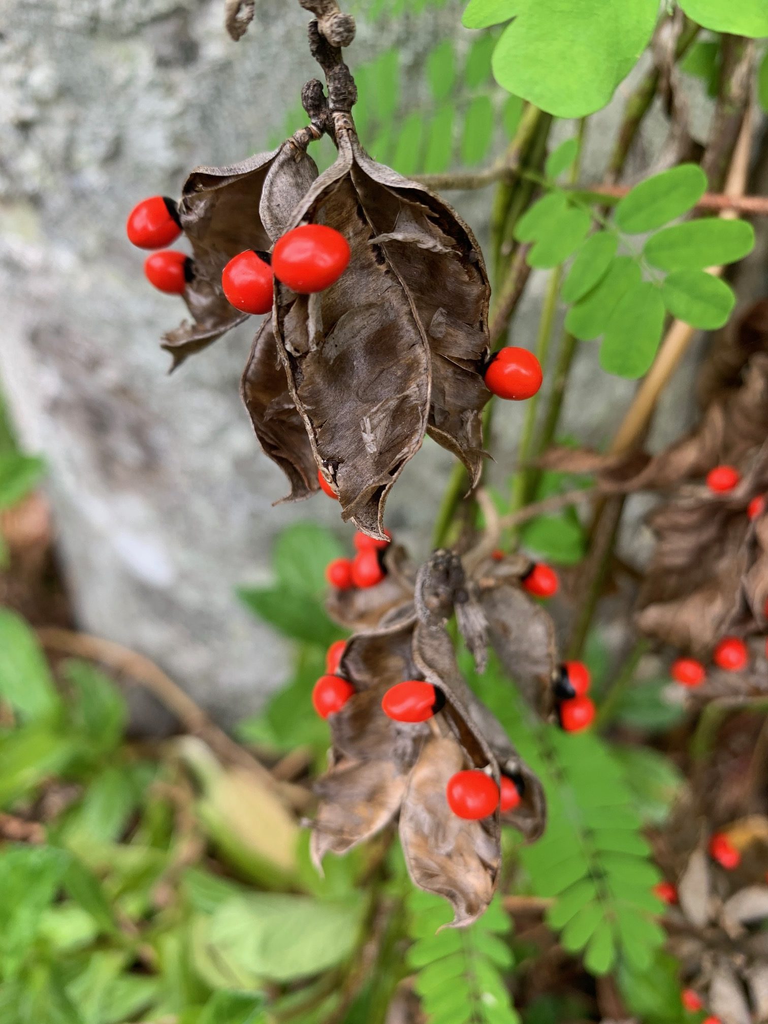 yrom63ilftdg0znnkru0