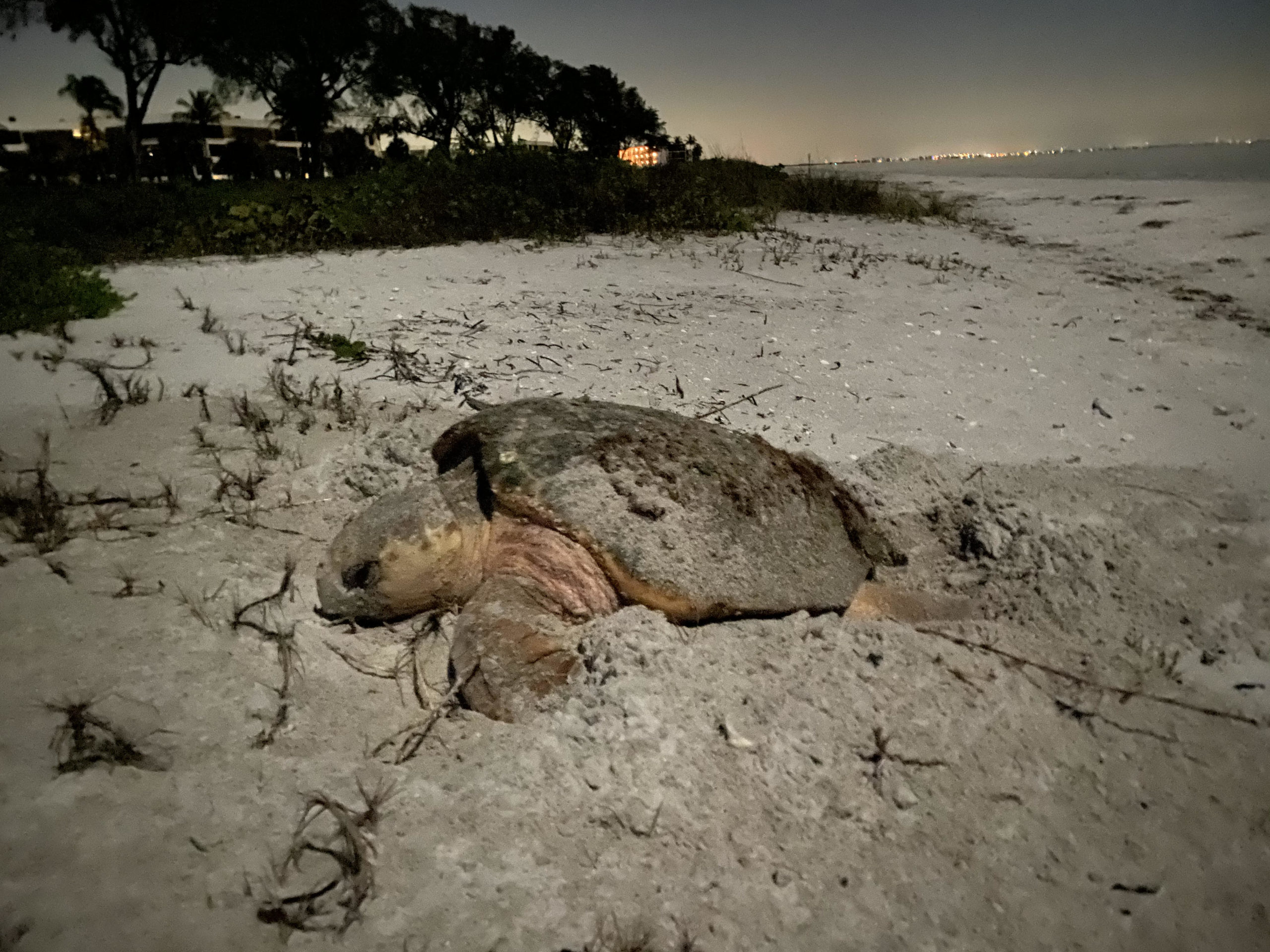 zaw5zzpau2v6m1krbujf